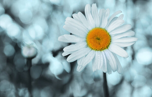 Chamomile flower with drops of water on the blue background.