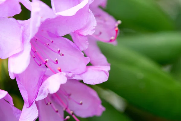 Рожеві квіти Азалеаса ізольовані на зеленому фоні . — стокове фото