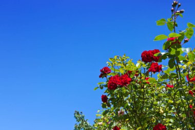 Mavi güneşli gökyüzünde kırmızı tırmanma gülsantana. Yaz arka planı.
