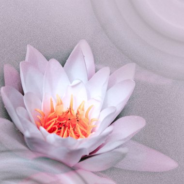 Göldeki pembe nilüferleri kapatın.