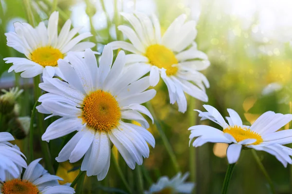 Makro Skott av vita tusensköna blommor i solnedgången ljus. — Stockfoto