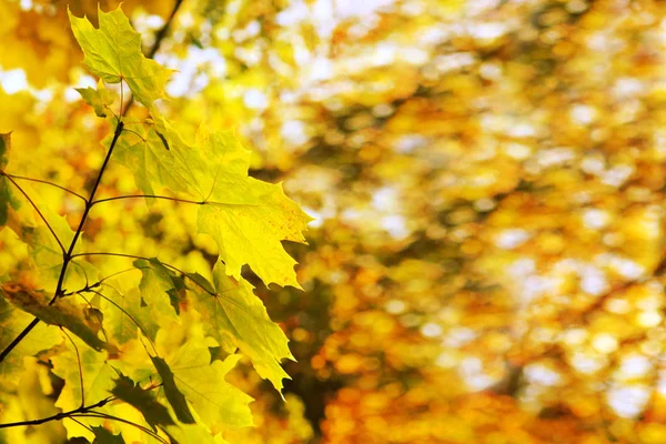 Yellow autumn maple leaves isolated on sunny background. — Stock Photo, Image