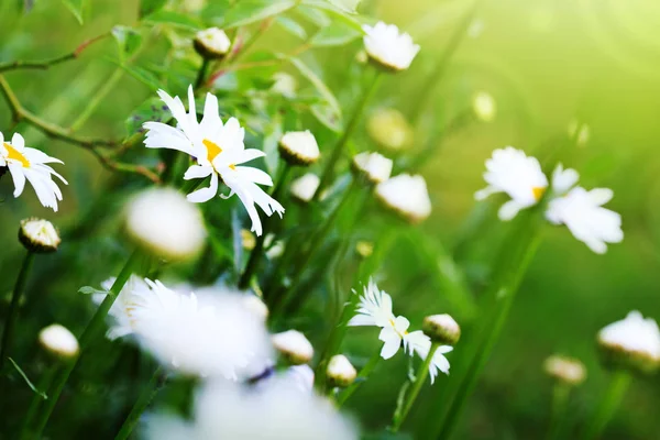 Kamillenblüten mit Wassertropfen auf grünem Hintergrund. — Stockfoto