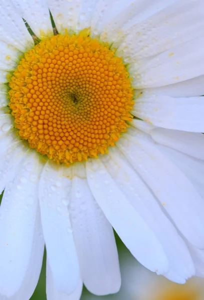 Makro Skott av vit tusensköna blomma i solnedgången ljus. — Stockfoto