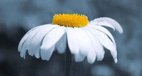 Macro Shot van witte madeliefje bloem geïsoleerd op grijs. — Stockfoto