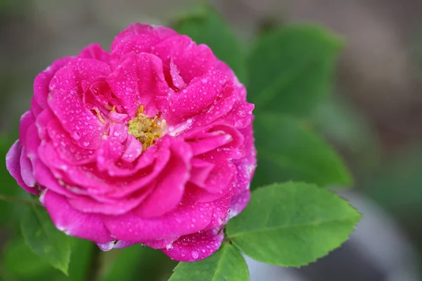 Nahaufnahme der schönen rosa Rose isoliert auf unscharfem grünen Hintergrund. — Stockfoto