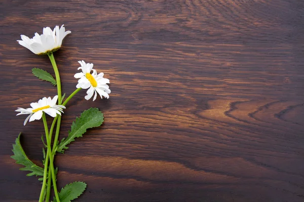 Marguerites blanches sur fond brun en bois.Vue supérieure.Espace de copie — Photo