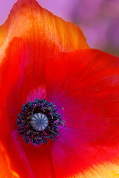 Astratto rosso papavero fiore sfondo  . — Foto Stock