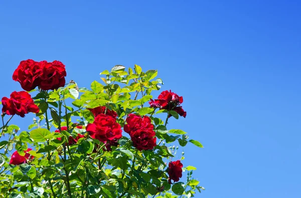Mavi güneşli gökyüzünde kırmızı tırmanma gülsantana. Yaz arka planı.