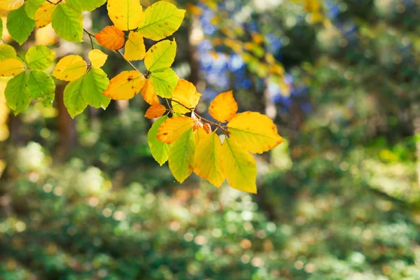 黄色の秋のブナの葉はぼかしの背景に隔離されます. — ストック写真