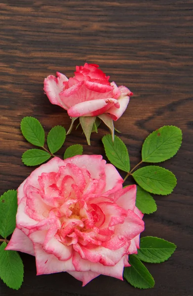 棕色木制背景上的粉红色玫瑰。顶部视图。复制空间 — 图库照片