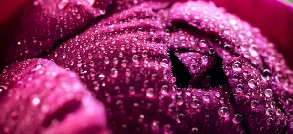 Ein Makrobild einer roten Pfingstrosenblume . — Stockfoto