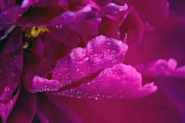 Una imagen macro de una flor de peonía roja  . — Foto de Stock