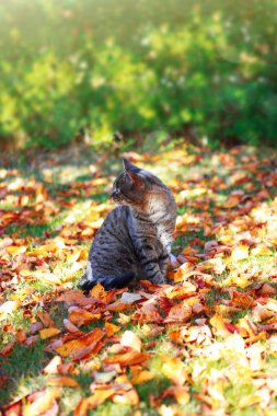 Gri Avrupa Shorthair kedi sonbahar bahçesinde yaprakları açık.
