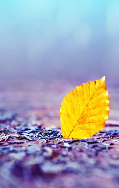 Sárga bükk levél izolált elmosódott lila háttér az őszi parkban. — Stock Fotó
