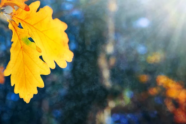 Gelbe Herbst-Eichenblätter isoliert auf verschwommenem Hintergrund. — Stockfoto