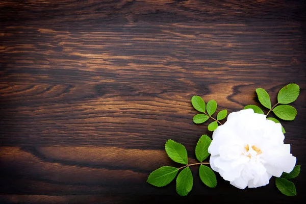 Rosa blanca sobre fondo marrón de madera.Copiar espacio — Foto de Stock