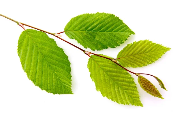 Zielone liście buku na gałęzi odizolowane na białym tle. — Zdjęcie stockowe
