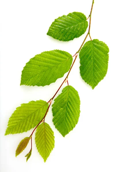 Πράσινα φύλλα οξιάς σε κλαδί που απομονώνονται σε λευκό φόντο. — Φωτογραφία Αρχείου