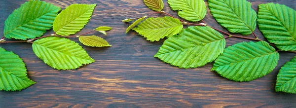 Feuilles de hêtre vert sur branche isolée sur fond de bois brun. — Photo