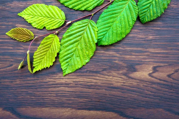 Πράσινα φύλλα σε καφέ ξύλινο φόντο.Πάνω όψη.Αντιγραφή χώρου — Φωτογραφία Αρχείου