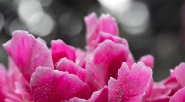 Flor de peonía rosa abstracta aislada sobre fondo gris  . —  Fotos de Stock