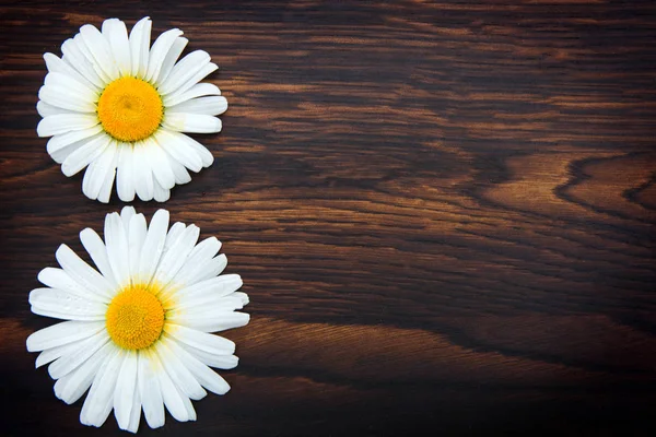 Witte madeliefjes op bruine houten achtergrond.Kopieer ruimte — Stockfoto