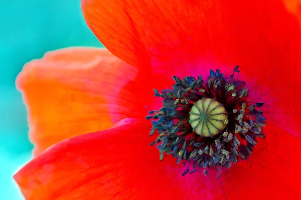 抽象红色罂粟花孤立在绿色背景 . — 图库照片
