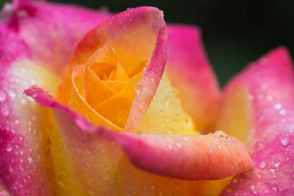 Rosa gialla rossa primo piano con gocce d'acqua. — Foto Stock