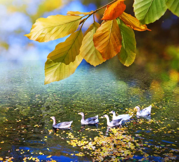 Folhas de faia amarelo outono isolado no céu azul e lago da floresta . — Fotografia de Stock