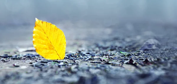 Folha de faia amarela isolada no fundo cinza no parque de outono . — Fotografia de Stock