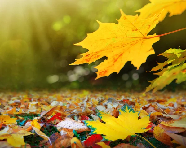 Gelbe Blätter des Herbst-Ahorns isoliert auf sonnigem Hintergrund. — Stockfoto