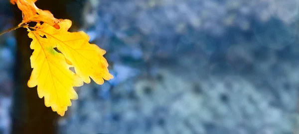 Gelbe Herbst-Eichenblätter isoliert auf verschwommenem Hintergrund. — Stockfoto