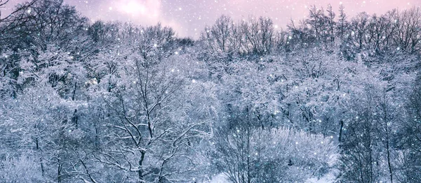 Vinterlandskap med snö täckt träd och rosa himmel. — Stockfoto