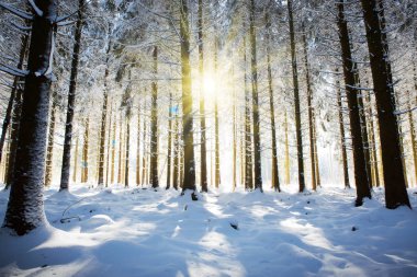 Noel Tatili Geçmişi. Ormandaki ağaçların arasından kış güneşi.