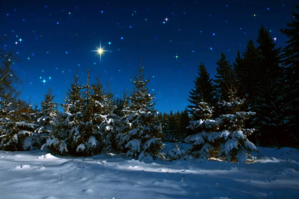 Julebakgrunn med stjerner og trær i vinterskogen . – stockfoto