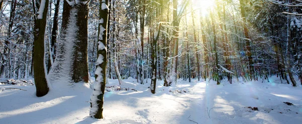 Sonnenuntergang im Winterwald. Wintertannen im deutschen Wald . — Stockfoto