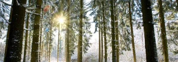 Vánoční prázdniny pozadí. Zimní slunce mezi stromy v lese. — Stock fotografie