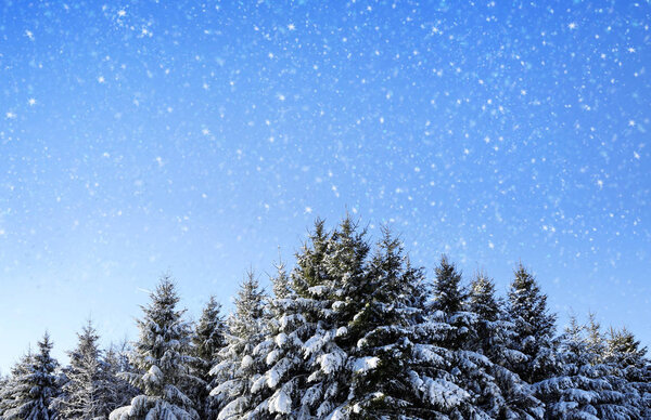 Winter landscape with snowfall in Germany forest.