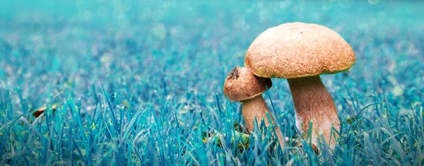 Porcini mushroom isolated on green blur background. — Stock Photo, Image