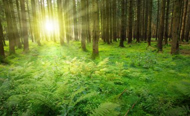 Yaz orman güneş ışığı ile. Doğa arka plan.