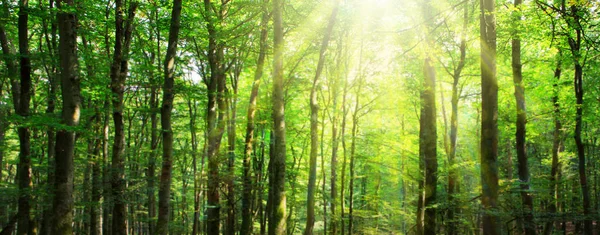 Napfény-zöld erdőben. Nyári háttér. — Stock Fotó