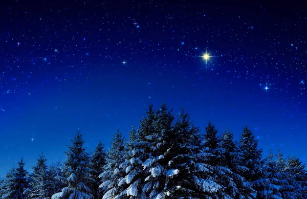 Fondo navideño con estrellas y árboles en el bosque invernal . — Foto de Stock