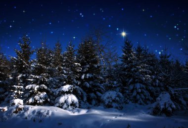 Kış ormanlarında yıldızlar ve ağaçlarile Noel arka plan.