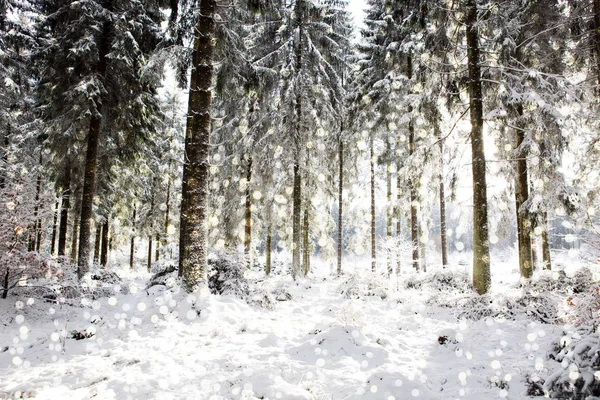 전나무로 덮인 눈덮인 겨울 풍경 . — 스톡 사진