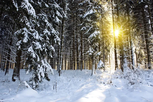 Sonnenlicht im Winterwald mit weißem Neuschnee und Kiefern. — Stockfoto