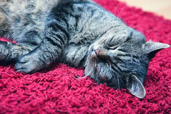 The gray cat sleeps comfortably on a carpet. — Stock Photo, Image