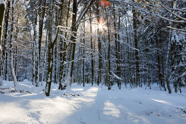 Luce del sole nella foresta invernale con neve fresca bianca e pini. — Foto Stock