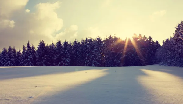 Paysage hivernal au coucher du soleil avec pins et neige . — Photo
