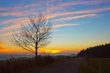 Ağacın altında renkli gün batımı. Sonbahar arka planı.